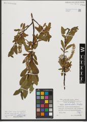 Foto von Salix waldsteiniana Willd.